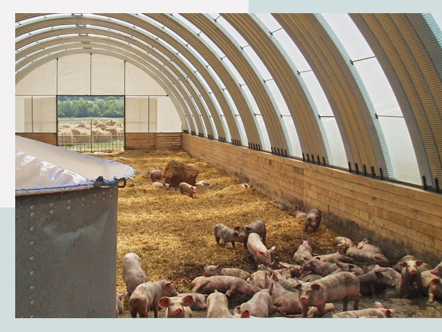 Строительство свинарников в Ростове